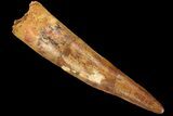 Bargain, Spinosaurus Tooth - Composite Tooth #87881-1